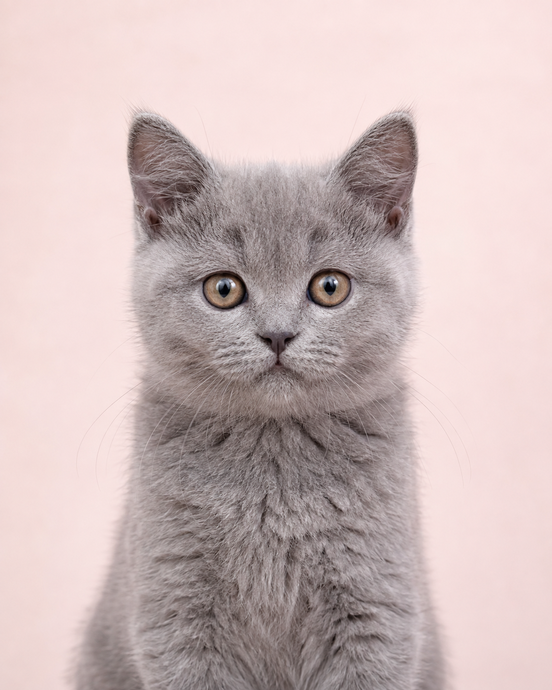 ブリティッシュショートヘアの子犬・子猫
