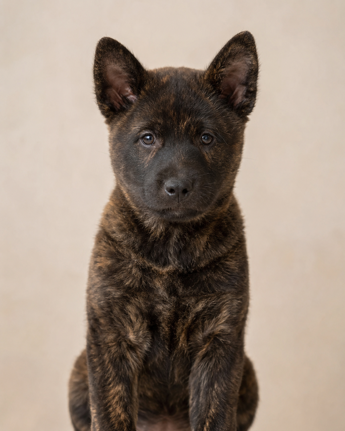 甲斐犬の子犬・子猫
